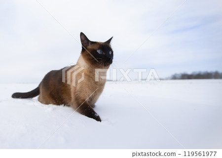 Cat in winter. Siamese cat walks on snowdrifts. 119561977