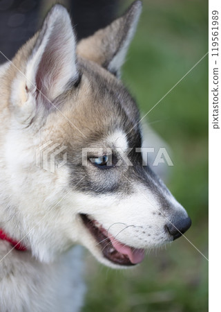 Husky dog puppy muzzle upright. Fluffy large puppy. 119561989