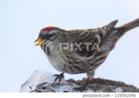 Cute redpoll is eating seeds on the snowy stump in the backyard. Cute redpoll is eating seeds on the snowy stump in the backyard. 119562098