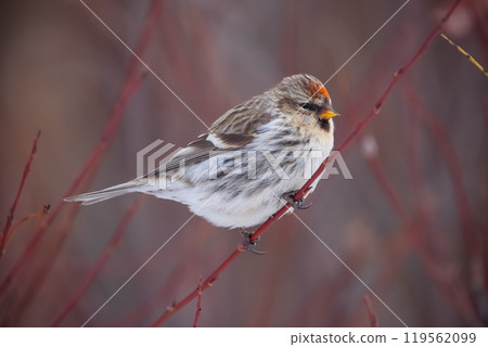 Redpoll is sitting on a red branch of the dogwood bush in spring. 119562099