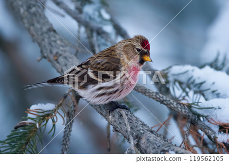Redpoll with red cap and breast sitting on a snowy branch. 119562105