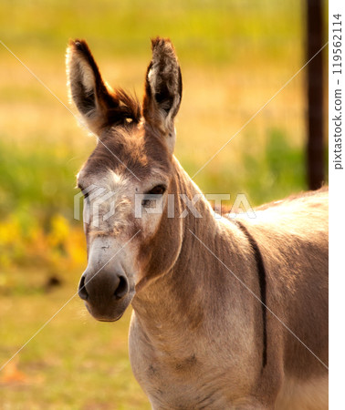 Brown and white donkey portrait in the farm yard in summer. Brown and white donkey portrait in the farm yard in summer. 119562114