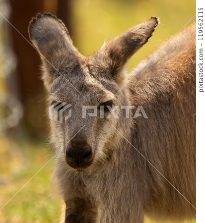 Funny kangaroo with alerted ears, portrait in the farm in summer. 119562115