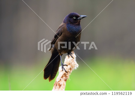 Bright Common grackle male bird on the reed in summer. Bright Common grackle male bird on the reed in summer. 119562119