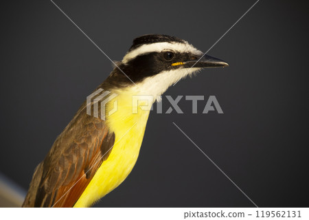 Colorful portrait of a flycatcher bird Great kiskadee. 119562131