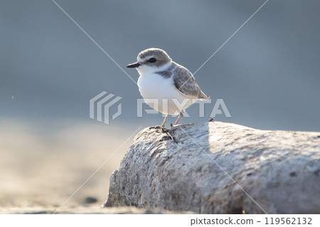 Little bird Snowy plover is sitting on the rock of the beach. 119562132