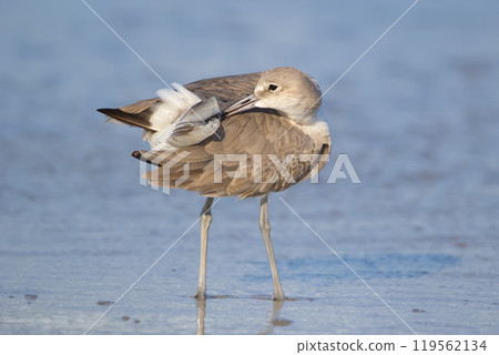 Willet is preening his feathers standing in the water on the beach. Willet is preening his feathers standing in the water on the beach. 119562134