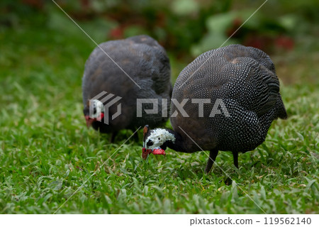 Two birds of Helmeted guineafowl are foraging in the grass together. Two birds of Helmeted guineafowl are foraging in the grass together. 119562140