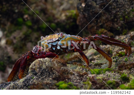 Vibrant Sally lightfoot crab is on the rocks with moss on the beach. 119562142
