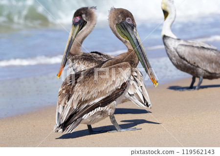 Brown pelicans are standing on the sandy ocean beach with waves. 119562143