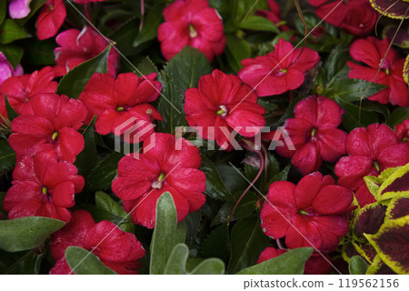 Many rich red impatiens flowers are blooming in the garden. Many rich red impatiens flowers are blooming in the garden. 119562156