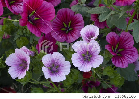 Vibrant pink lavatera bloom with leaves in the garden. Vibrant pink lavatera bloom with leaves in the garden. 119562160