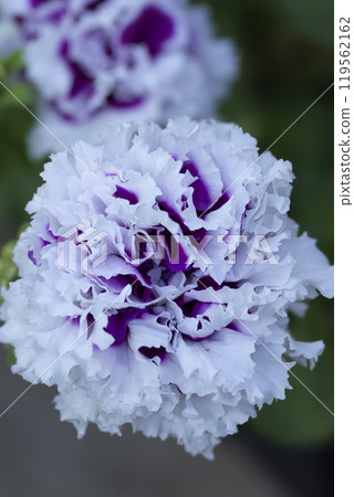 White and purple petunia Double piruet flower in the pot. White and purple petunia Double piruet flower in the pot. 119562162