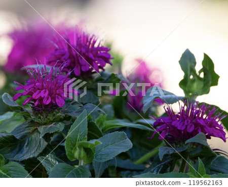 Aromatic purple monarda flowers with green foliage in the garden. Aromatic purple monarda flowers with green foliage in the garden. 119562163