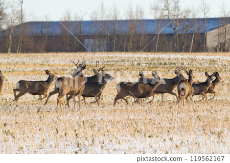 Herd of mule deer running in the agricultural field in winter. 119562167
