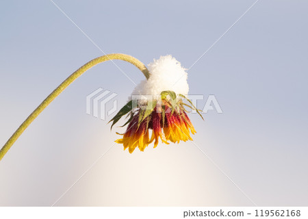 Single orange flower after early snow and frost in the garden. 119562168