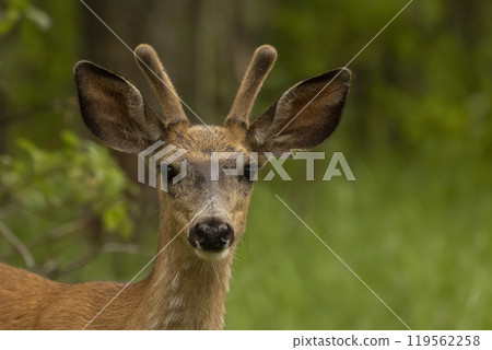 Portrait of male mule deer with velvet horns in the forest. 119562258