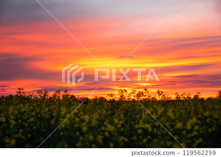 Orange and purple sunrise in the blooming canola field in prairies. Orange and purple sunrise in the blooming canola field in prairies. 119562259