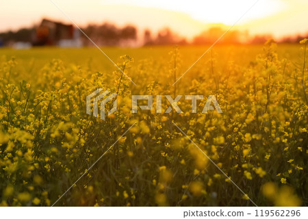 Blooming canola field and the warm orange light of sunset. Blooming canola field and the warm orange light of sunset. 119562296