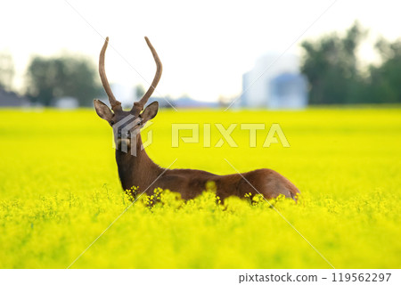 Young male elk is standing in the yellow canola field. Young male elk is standing in the yellow canola field. 119562297