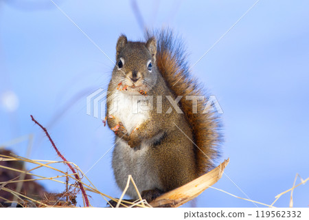 Red squirren is sitting on the branch in winter white forest. Red squirren is sitting on the branch in winter white forest. 119562332
