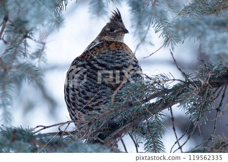 Female Ruffed grouse perched on the spruce tree in winter. Female Ruffed grouse perched on the spruce tree in winter. 119562335