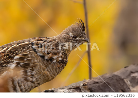 Female Ruffed grouse is on a log in the yellow autumn forest. Female Ruffed grouse is on a log in the yellow autumn forest. 119562336