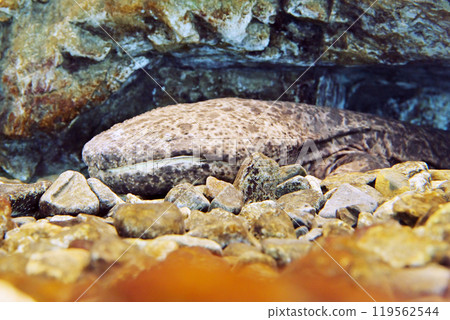 Giant salamander, a special natural monument 119562544