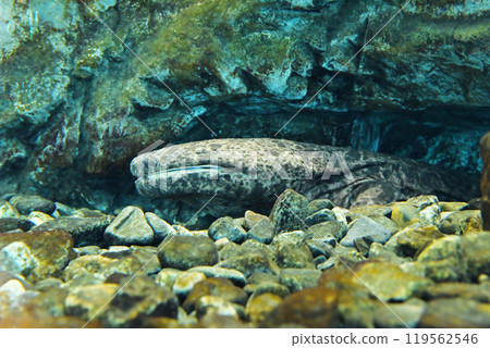 Giant salamander, a special natural monument 119562546