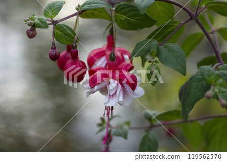 Branch of pink and white fuchsia flowers in the shade garden. 119562570
