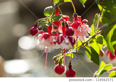 Branch of pink and white fuchsia flowers in the shade garden. 119562571