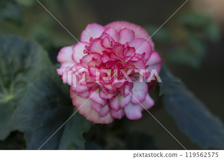 Showy pink and white big begonia flower close up. Showy pink and white big begonia flower close up. 119562575