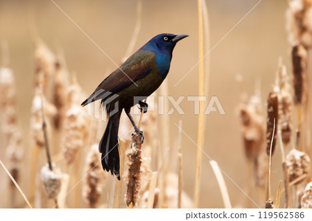 Common grackle with blue hood perched on a cattail in spring. Common grackle with blue hood perched on a cattail in spring. 119562586