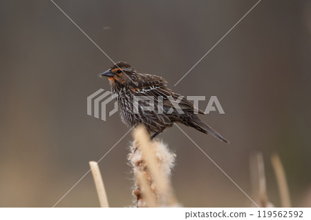 Puffer red winged blackbird perched on the cattail in spring. 119562592
