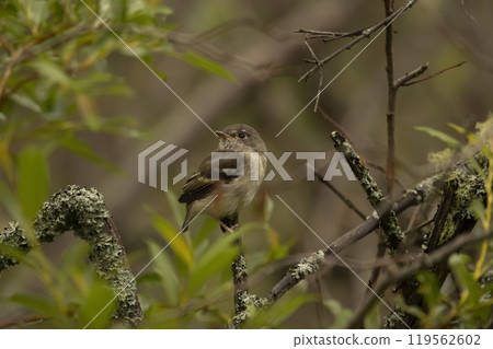 Cute Least flycatcher is perched in the tree with green foliage. Cute Least flycatcher is perched in the tree with green foliage. 119562602