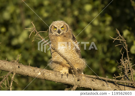 Young Great horned owl perched on the dead tree. Young Great horned owl perched on the dead tree. 119562603