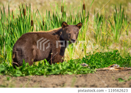 Young Brown bear is standing among grass and cattails. Young Brown bear is standing among grass and cattails. 119562623