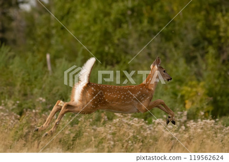 Little deer jumps over the grass to hide in the wood. 119562624