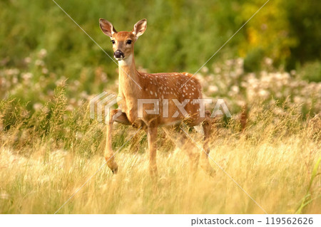 Deer with spots standing with lifted leg in the high grass. Deer with spots standing with lifted leg in the high grass. 119562626