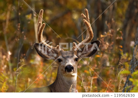 Portrait of deer stag with big antlers in the fall forest. Portrait of deer stag with big antlers in the fall forest. 119562630