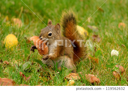Red squirrel is eating a mushroom in the grass with yellow leaves. 119562632