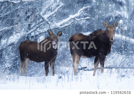Mom and calf moose are standing in the winter snowy forest. Mom and calf moose are standing in the winter snowy forest. 119562638