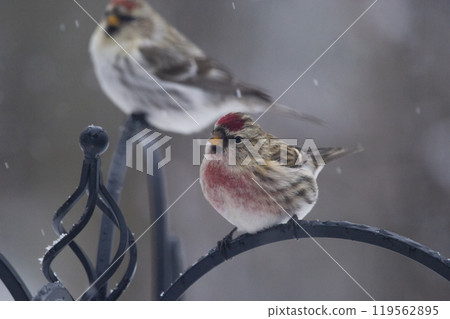 Two birds common redpolls perched on the fence in Canada 119562895