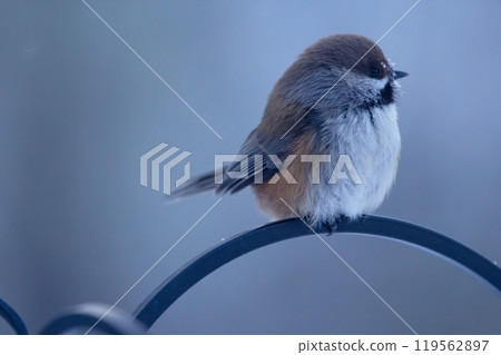 Lonely little boreal chickadee is sitting on a fence in winter. Lonely little boreal chickadee is sitting on a fence in winter. 119562897