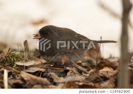 Dark-eyed junco on the ground with leaves has a seed in the beak. 119562900