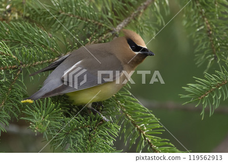 Beautiful Cedar waxwing perched on a green branch of spruce. Beautiful Cedar waxwing perched on a green branch of spruce. 119562913