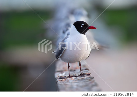 Laughing gulls are on the bridge through the lake in Northern Canada. Laughing gulls are on the bridge through the lake in Northern Canada. 119562914