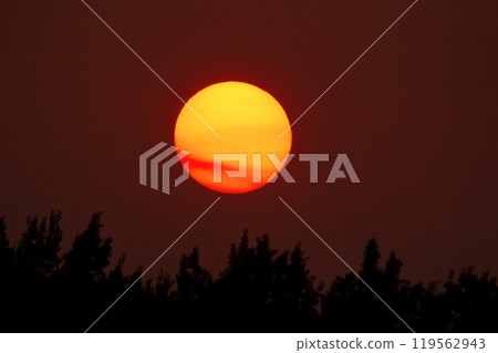 Big orange sun in smoke at red night over the forest. 119562943