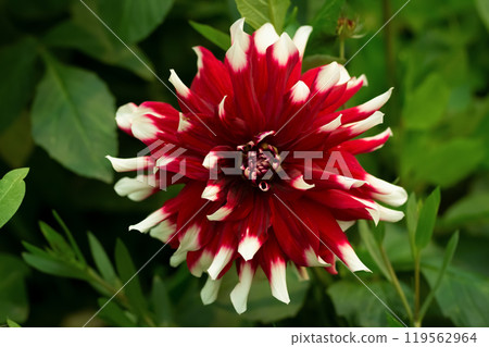 Beautiful red and white flower of Dahlia Duet with foliage. 119562964
