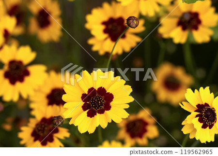 Many plains coreopsis bright yellow flowers with foliage. 119562965